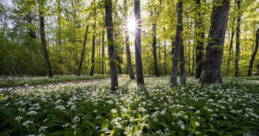 Таємниці повороту Сонця взимку: чому день збільшується і як це відчути