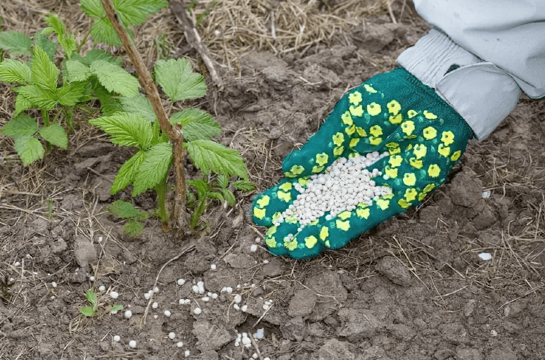 Весняне підживлення малини без прорахунків