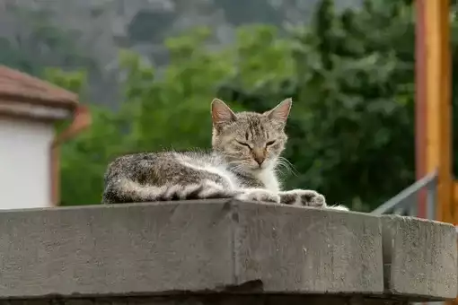 Чому коти так люблять лежати на бетонних плитах