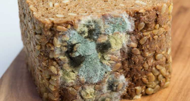 Чи варто зрізати плісняву з продуктів: вичерпний посібник